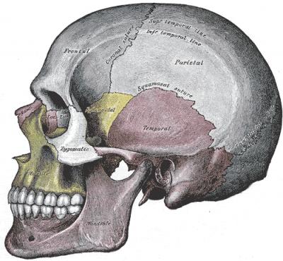 Human skull with sutures