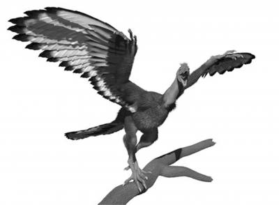 A New Look at <i>Archaeopteryx</i>