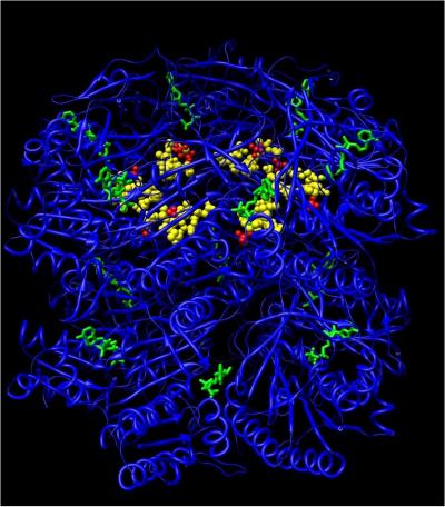 KaiC with ATP/Phosphorylation Sites