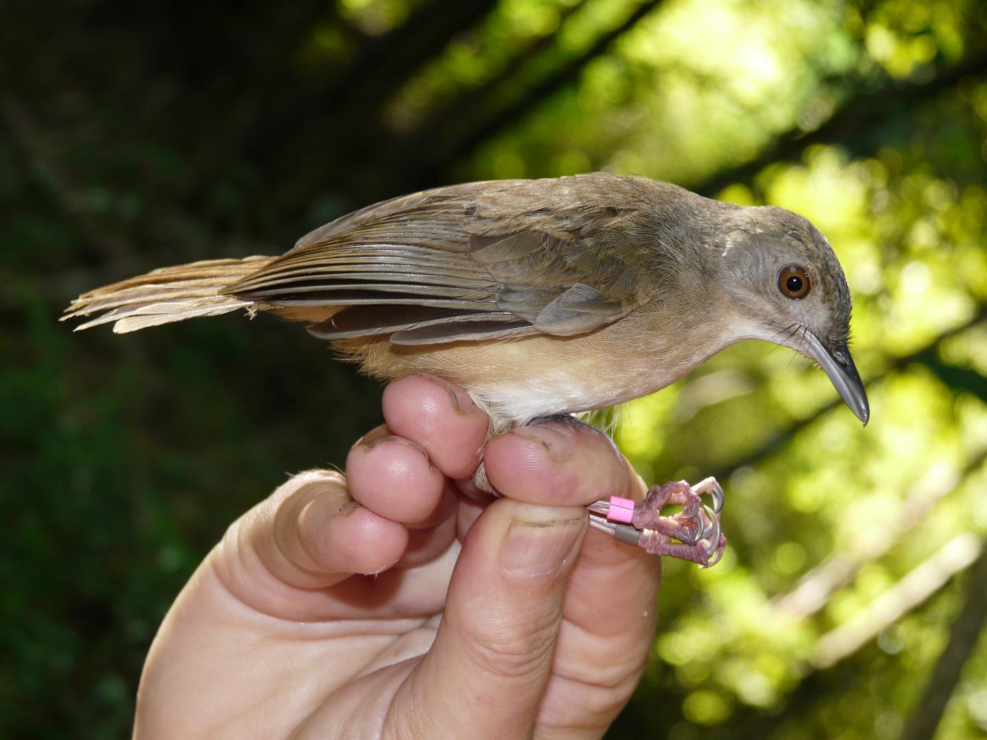 Sulawesi Babbler