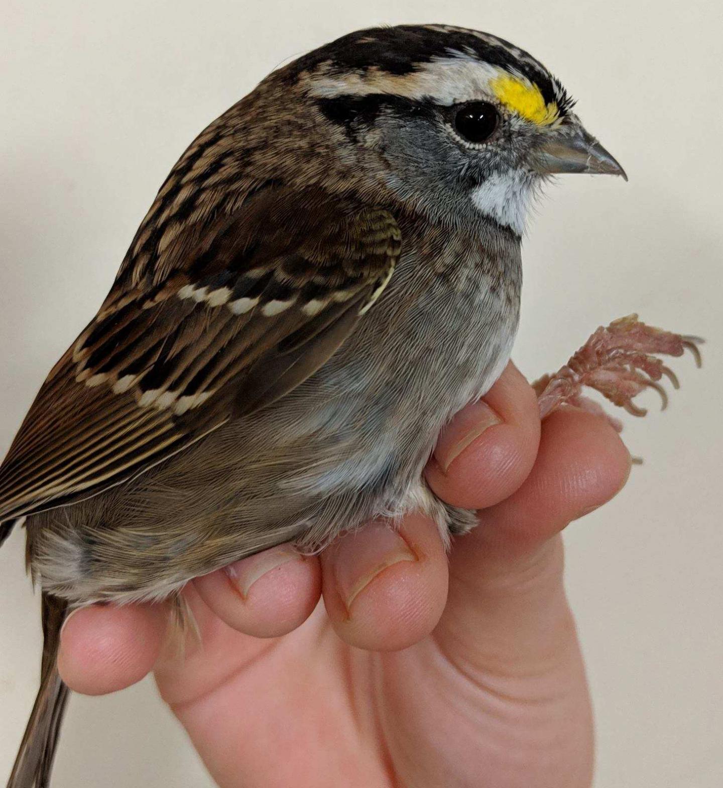 White-Throated Sparrow