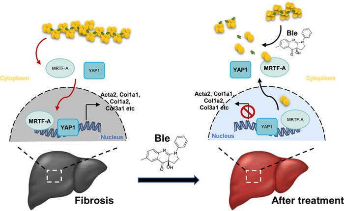 Illustration explaining how the mechanical contractions regulate myofibroblast cell fate and tissue fibrosis