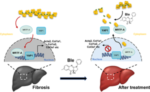 Illustration explaining how the mechanical contractions regulate myofibroblast cell fate and tissue fibrosis