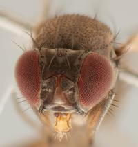 Drosophila Subobscura