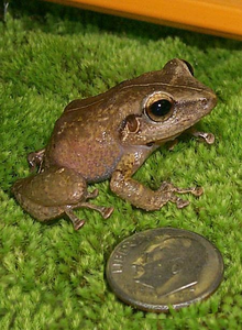 Puerto Rican coqui frog