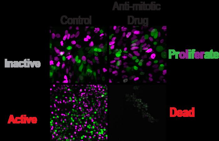 The Stopwatch confers sensitivity to anti-mitotic drugs