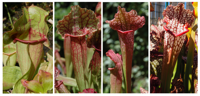 Volatile organic compounds influence prey composition in Sarracenia carnivorous plants