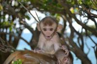 An Infant Rhesus Macaque