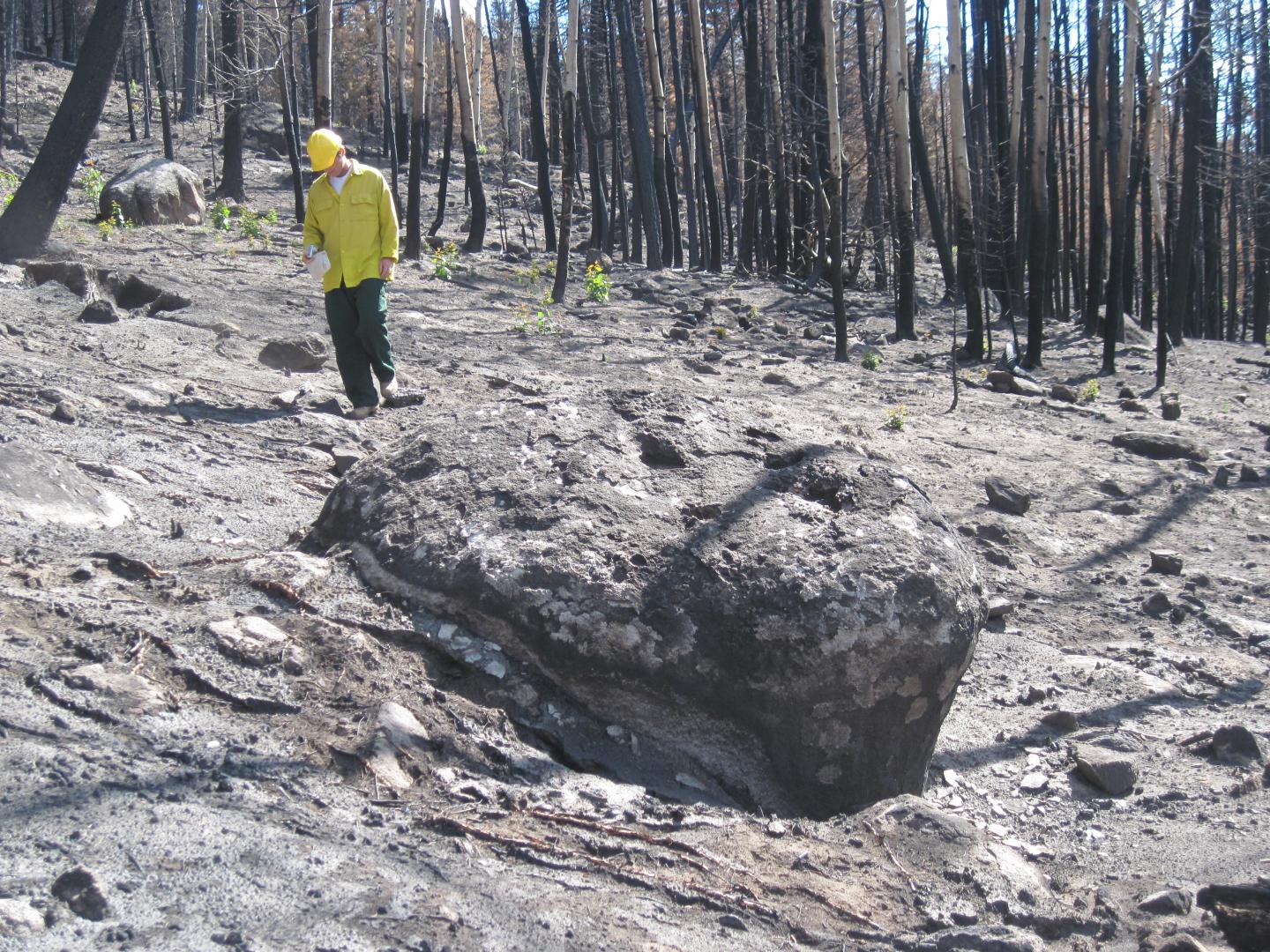 Forest After the 2011 Las Conchas Fire