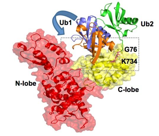 Study by NUS Researchers Unravels New Interactions Affecting TGF-&beta; Pathway in Humans