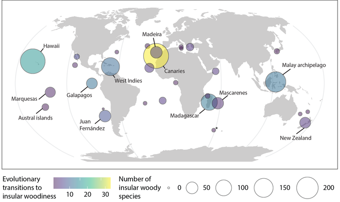 Minimum number of evolutionary shifts to insular woodiness and number of insular woody species on archipelagos worldwide.