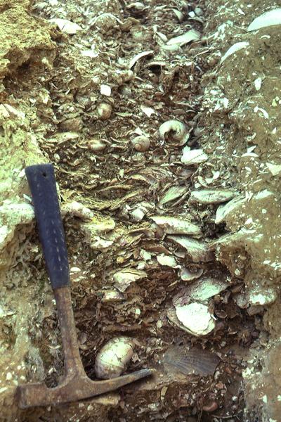 Prehistoric Biodiversity