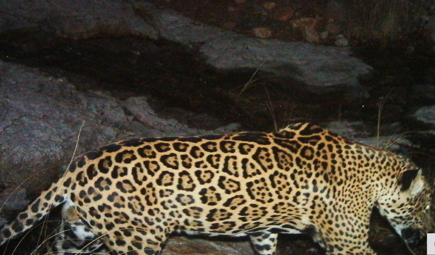 Jaguar in Arizona in 2015