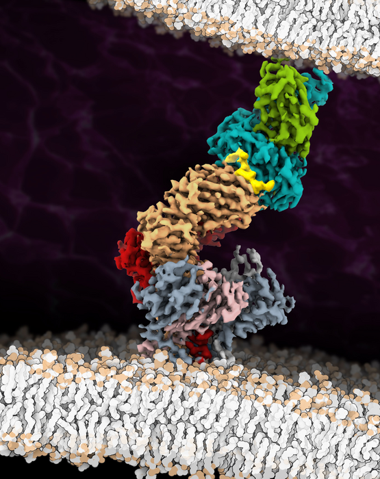Fully assembled T-cell receptor (TCR) complex with a peptide/MHC ligand