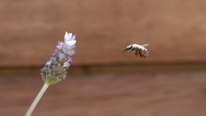 ¿Cómo se puede reconocer un insecto polinizador en el registro fósil?