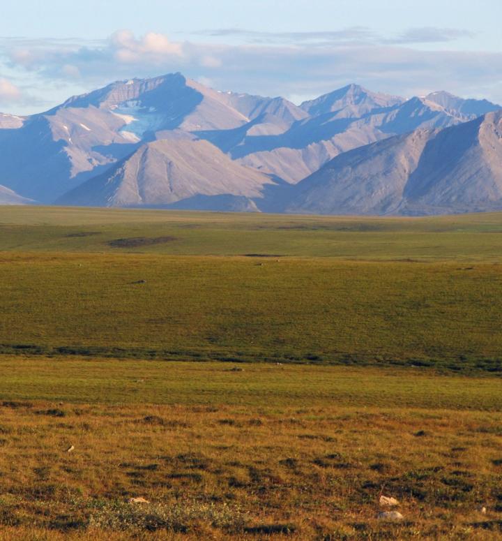 Tundra Permafrost Landscape in Alaska, USA