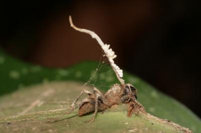 The Zombie-Ant Fungus Is under Attack, Research Reveals (1 of 2)