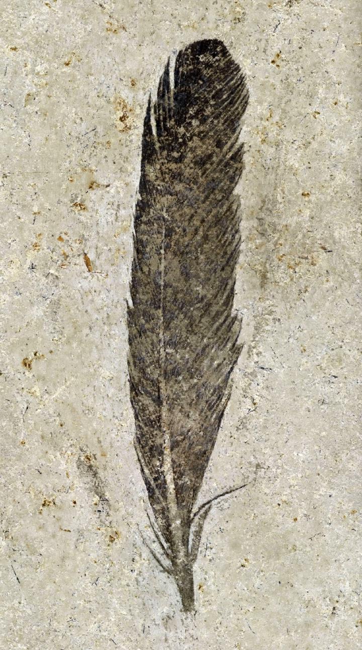 Archaeopteryx Feather [IMAGE] EurekAlert! Science News Releases