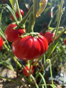 African eggplants