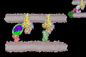 City of Hope drug development