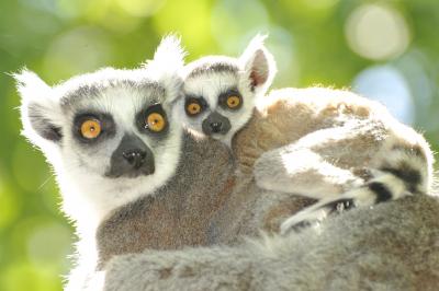Lemur Moms