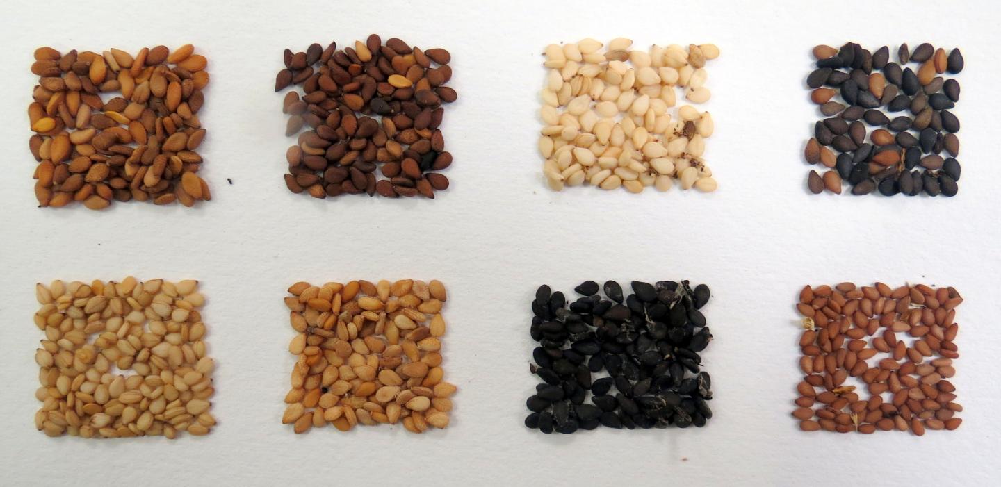 The Diversity of Sesame Seeds