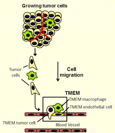 Tumor Microenvironment of Metastasis