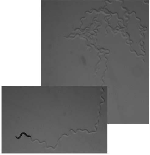 Animals Searching Local Area