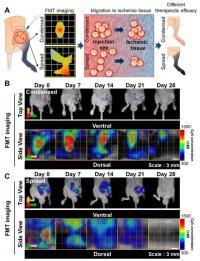 In vivo tomographic analysis for predicting therapeutic efficacy