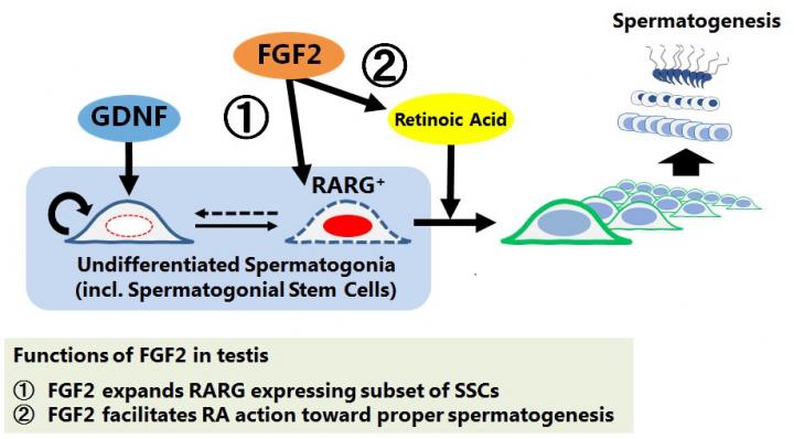 Functions of FGF2 in Testis