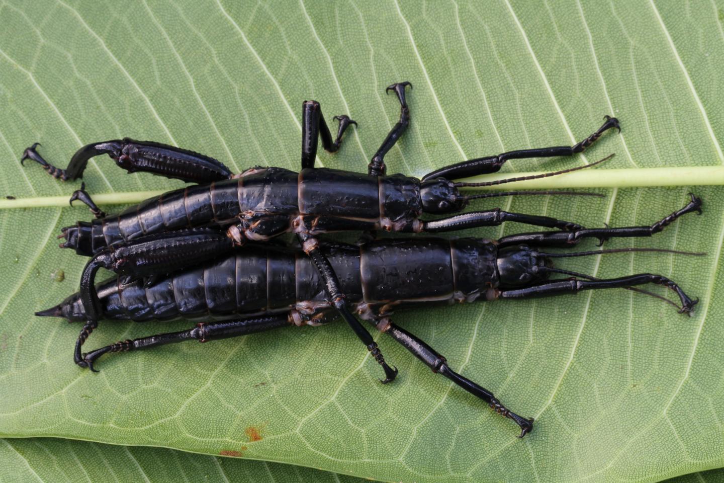 <i>Dryococelus australis</i> Pair on Ficus