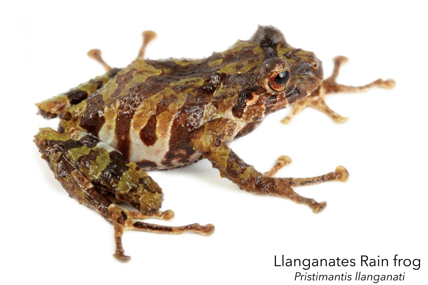 Pristimantis llanganati