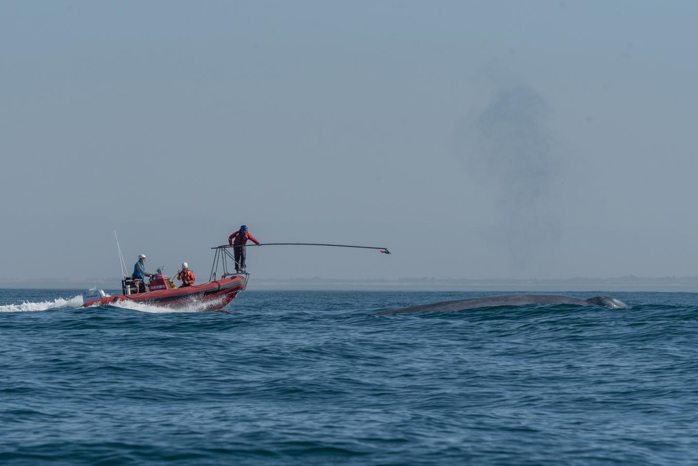 A Blue Whale Surfaces to Breathe Just before Researchers Deploy a Digital Heart Rate Recording Tag