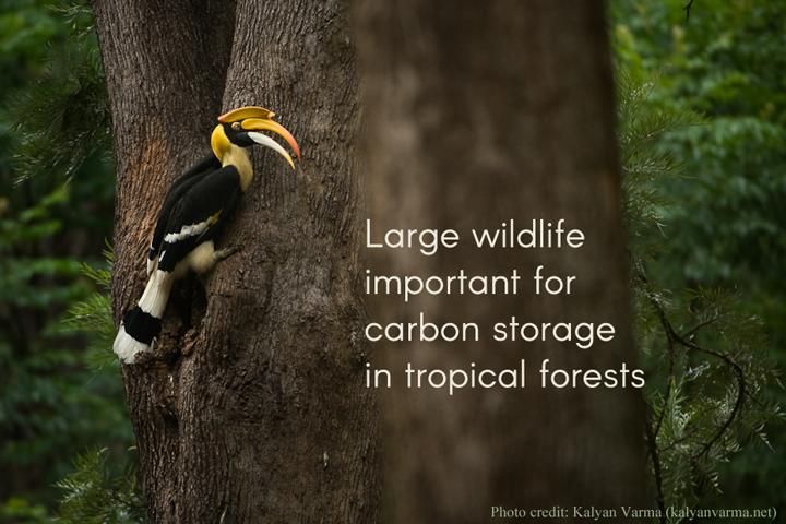 Large Wildlife Important for Carbon Storage in Tropical Forests