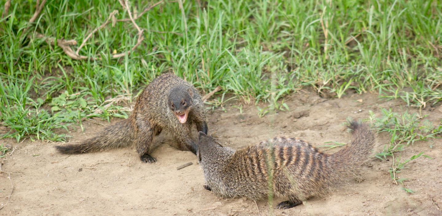 Mongoose Aggression
