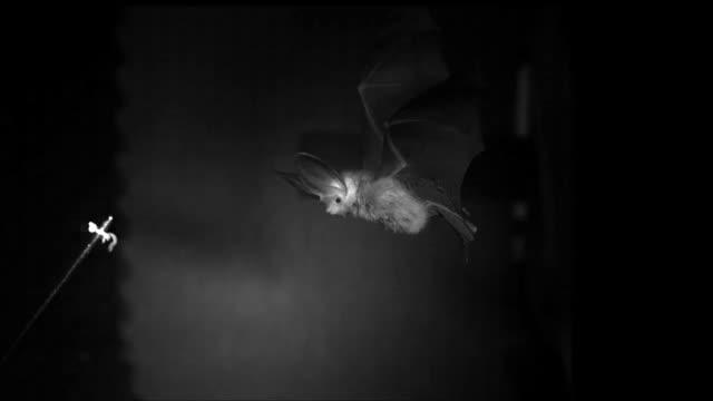Bat Flying in a Windtunnel