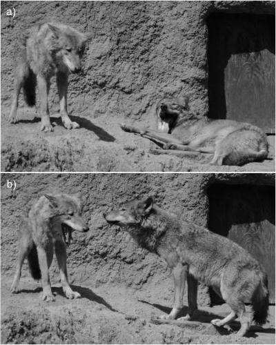 Example of Contagious Yawning in Wolves