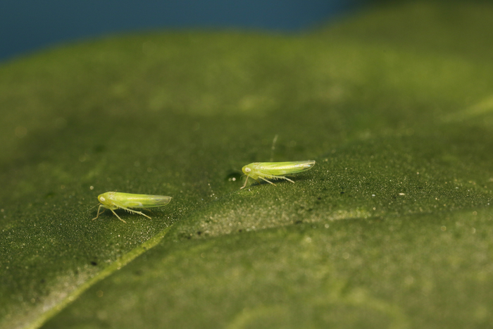 Leafhoppers