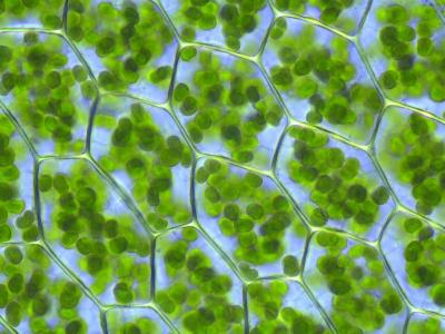 Chloroplasts