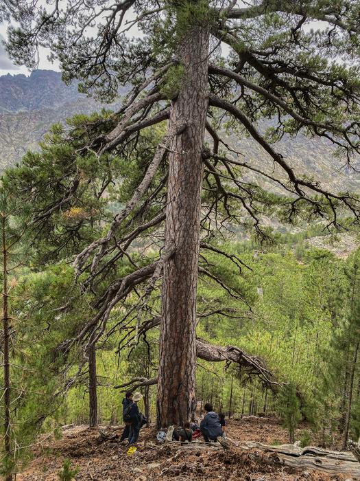 A giant pine tree growing on Corsica, where climate change effects are extreme