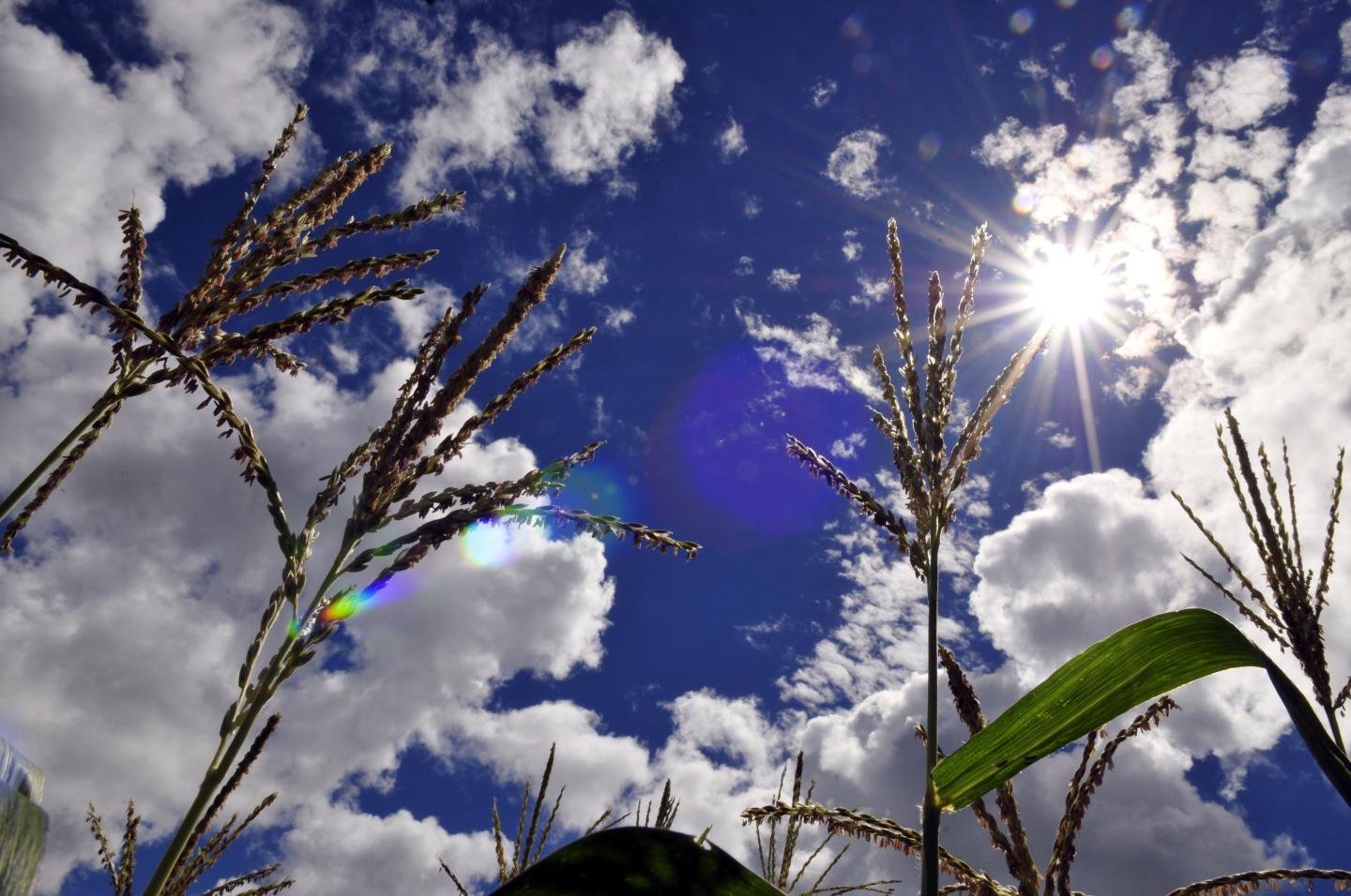 Colombia Maize