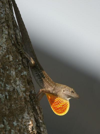 Brown Anole Lizard