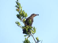 A Blackbird Eating Buckthorn Fruits