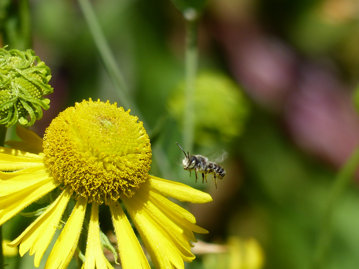 Native bee