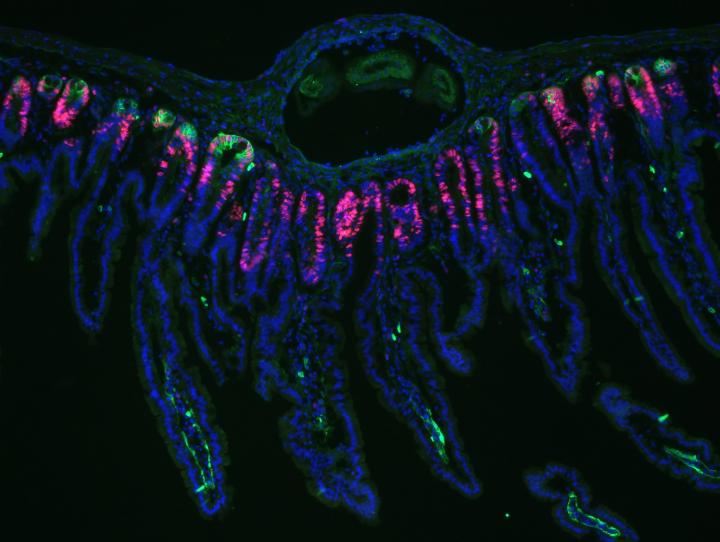 Lgr5 (in Green) Marks Adult Intestinal Stem Cells (2 of 2)