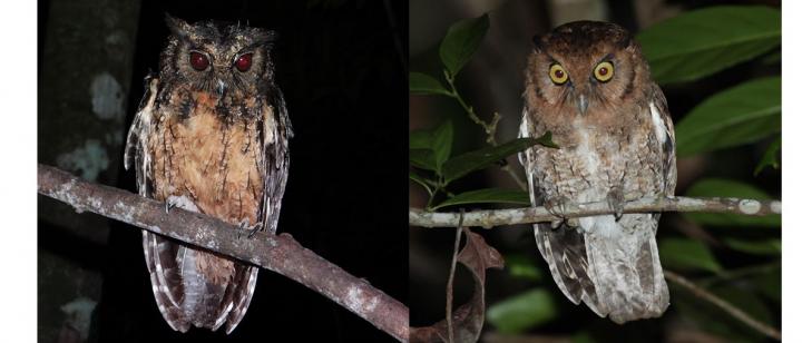 Two new species of South American screech owls