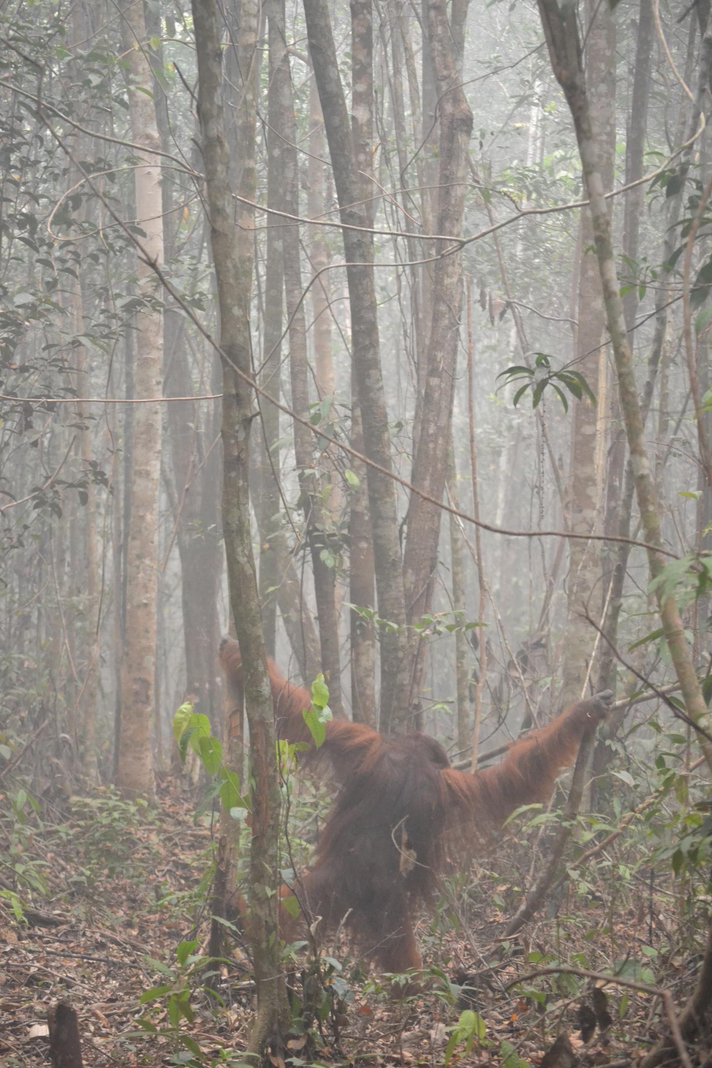 Otto the Orangutan