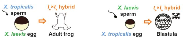 Asymmetric Results of Crossbreeding <i>Xenopus laevis</i> and <i>Xenopus tropicalis</i>