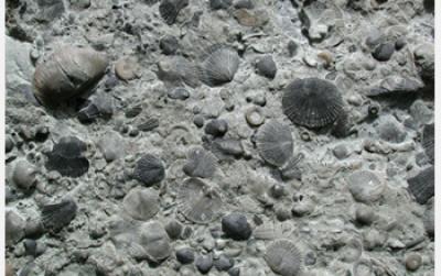 Species Have Come and Gone at [IMAGE] | EurekAlert! Science News Releases