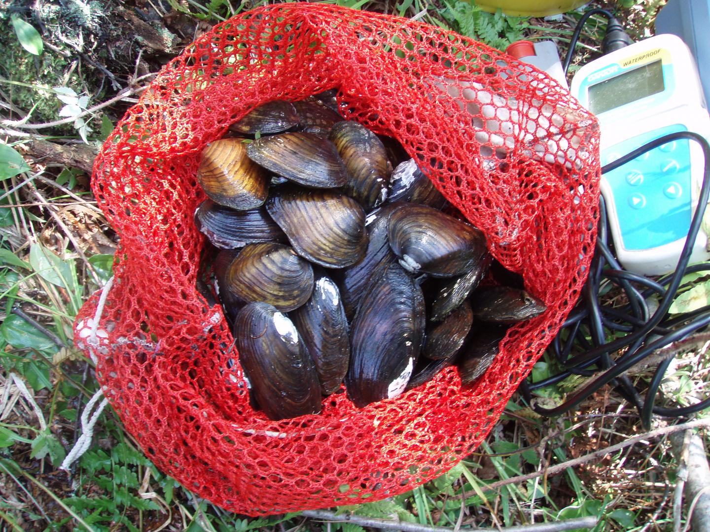 Spike and Wabash Pigtoe Mussels